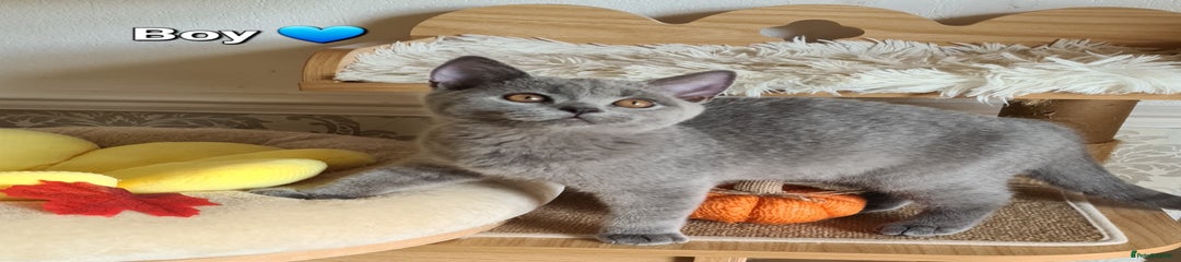 British Shorthair Kitten