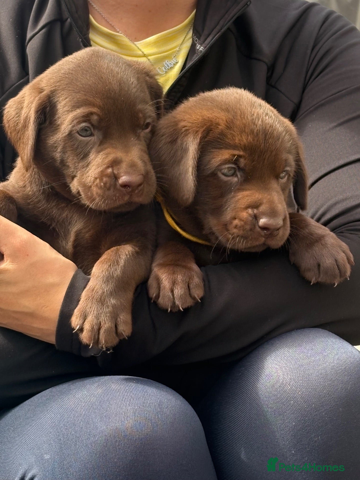 Labrador Retriever dogs Chocolate kc Labrador puppies - Advert 1