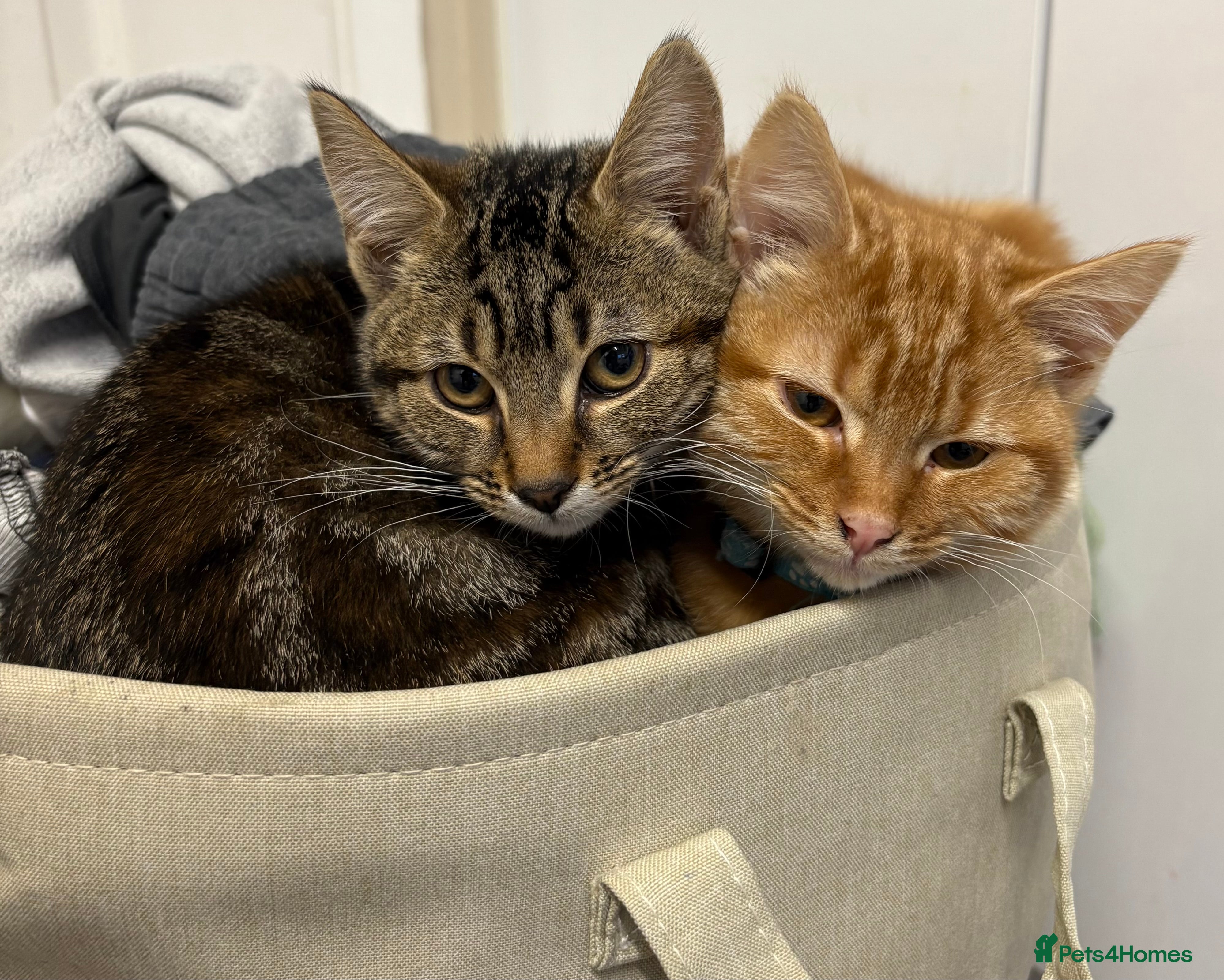 Mixed Breed cats 2 beautiful grils ginger & tabby  - Advert 1
