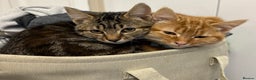 Mixed Breed cats for sale: 2 beautiful grils ginger & tabby  - Advert 1