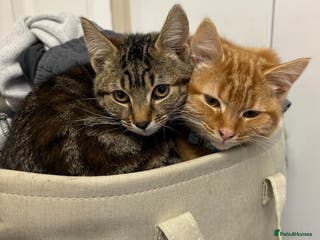 Mixed Breed cats 2 beautiful grils ginger & tabby - Advert 15