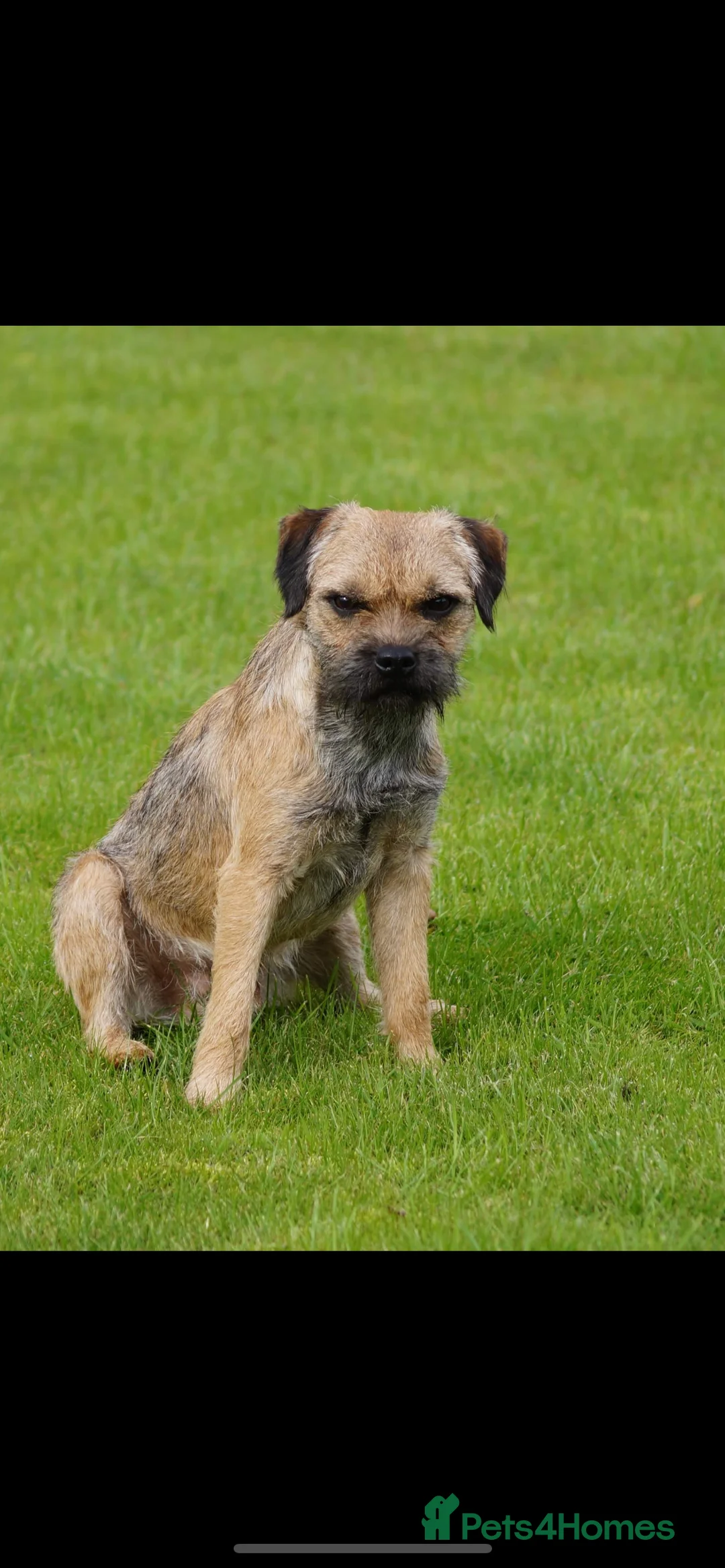 Border Terrier dogs for stud: KC SLEM clear Oxcroft border terrier proven stud in Chesterfield - Advert 2