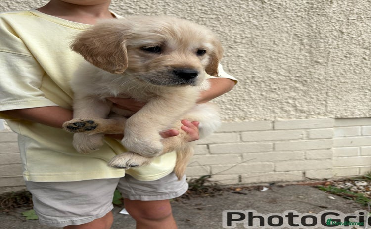 Golden Retriever dogs - Advert 7