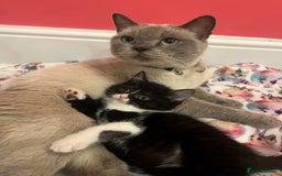 British Shorthair cats for sale: British shorthair X kittens - Image 4