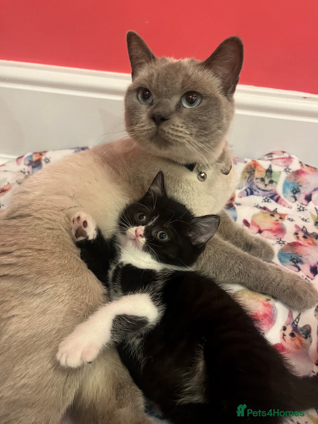 British Shorthair cats for sale: British shorthair X kittens - Image 4