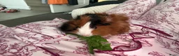Guinea Pig rodents for sale: Two male brother guinea pigs  - Advert 1