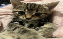 British Shorthair cats for sale: Bengal/Russian Blue/British short hair  - Image 5