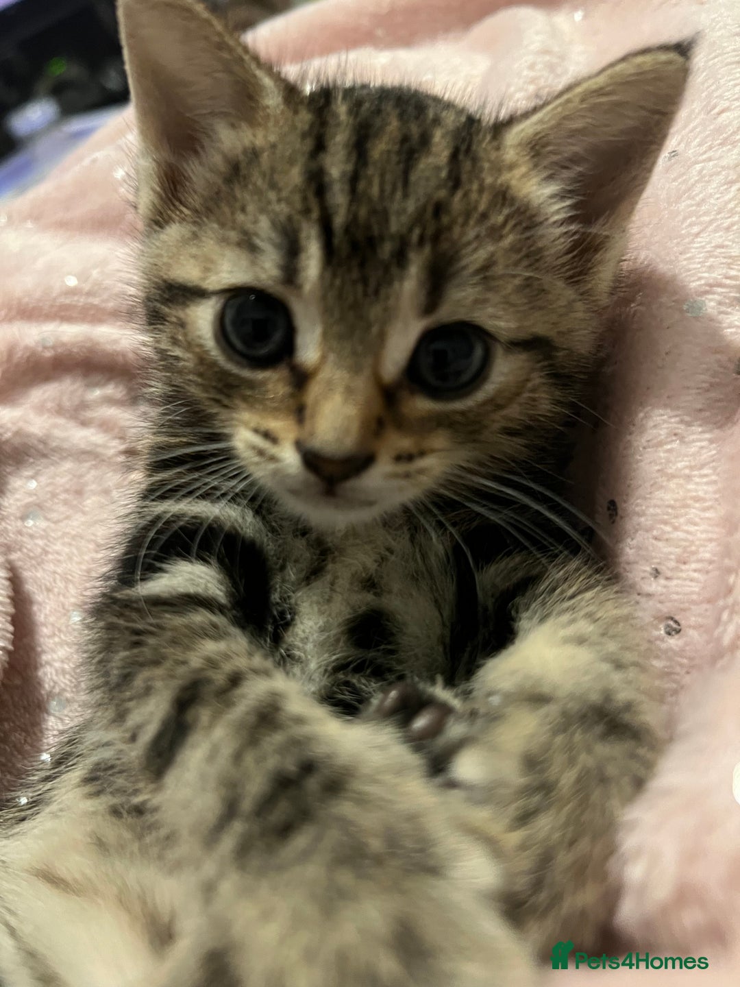 British Shorthair cats for sale: Bengal/Russian Blue/British short hair  - Image 5