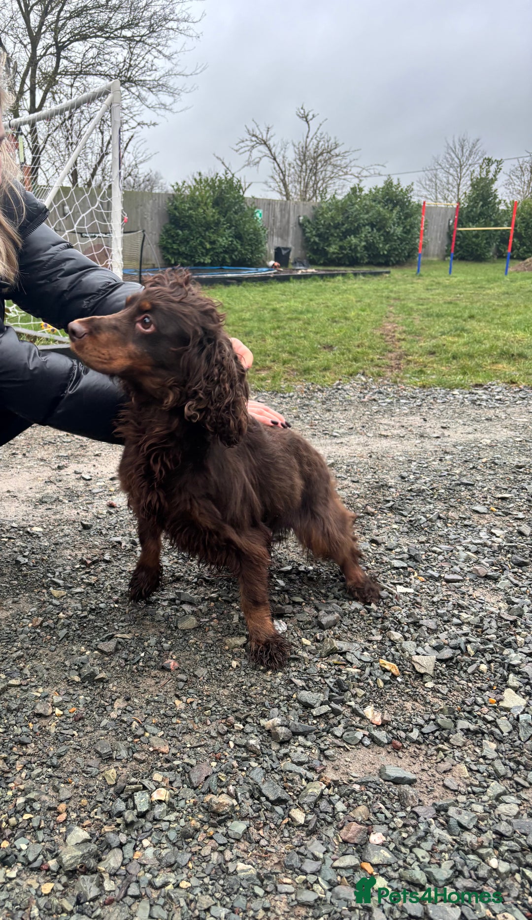 Cocker Spaniel dogs for sale: Bella needs a new home  - Advert 4