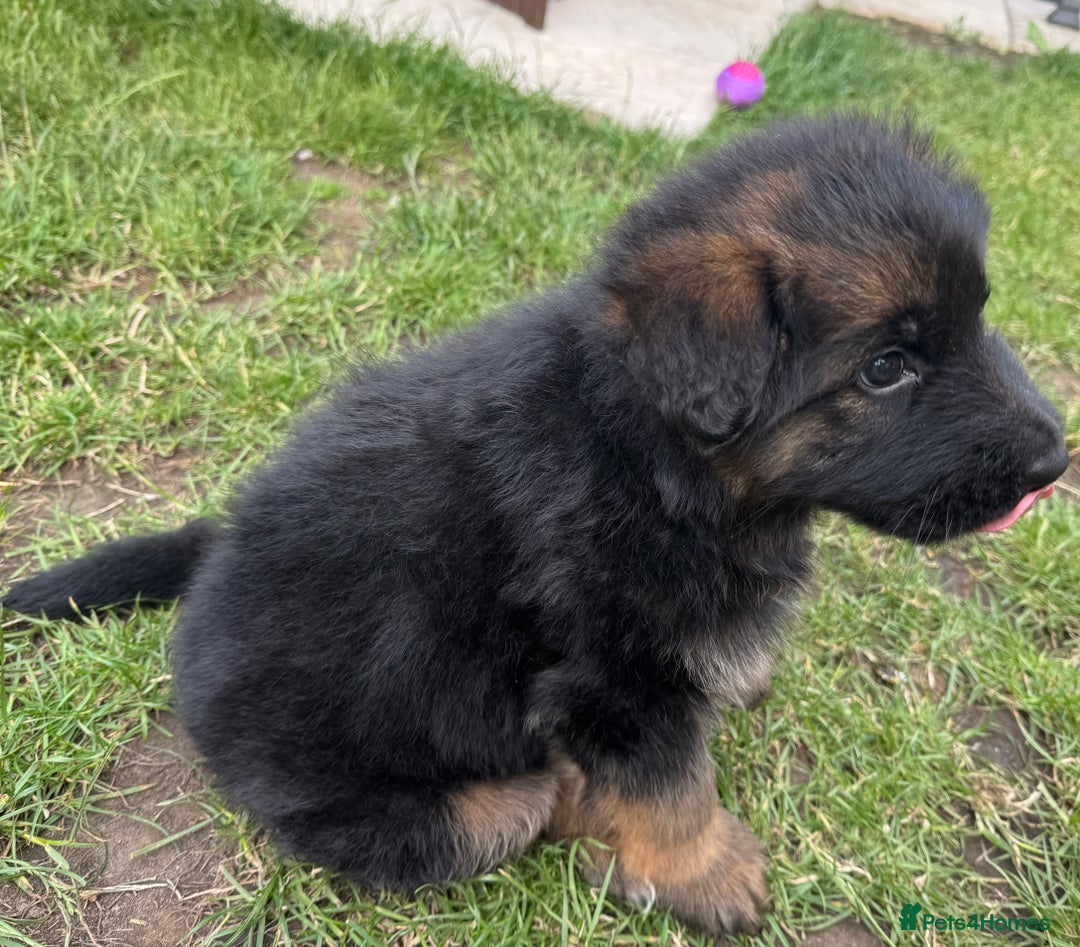 German Longhaired Pointer dogs for sale: PURE German Shepherd Puppy girl - Image 5
