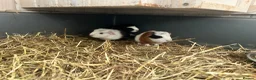 Guinea Pig rodents for sale: Family of guinea pigs  - Advert 4