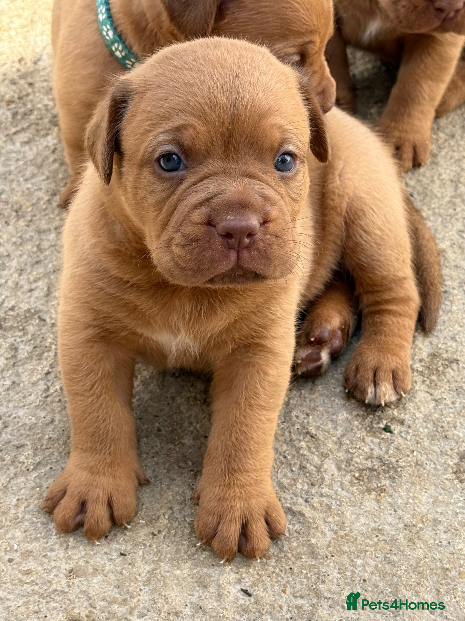 Dogue De Bordeaux dogs Dogue de bordeux puppies  - Advert 13