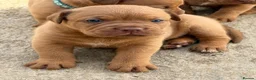 Dogue De Bordeaux dogs for sale: Dogue de bordeux puppies  - Advert 2