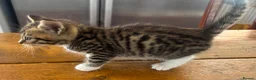 Maine Coon cats for sale: Maine Coon cross kittens for sale in Whitchurch - Advert 11