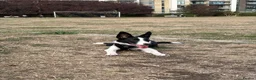 Border Collie dogs for sale: Mr ravi in London - Advert 2