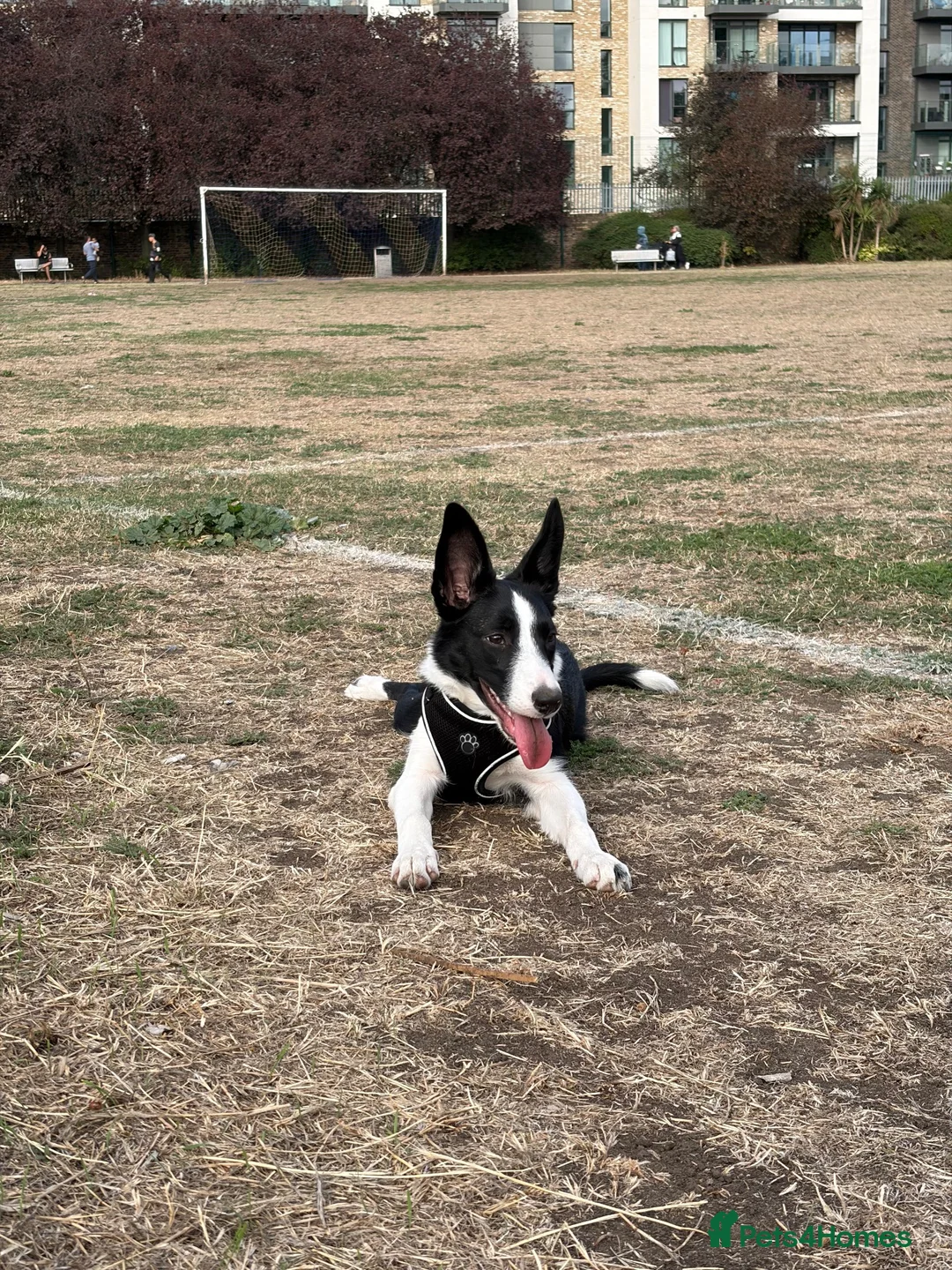 Border Collie dogs for sale: Mr ravi in London - Advert 2