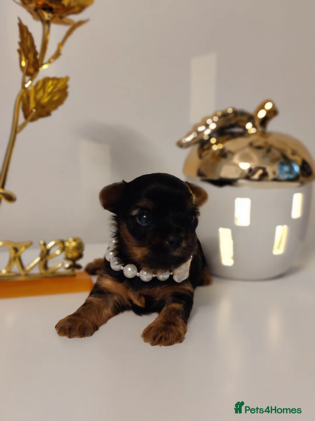 Yorkshire Terrier dogs for stud:  PEDIGREE Yorkshire terrier for STUD  in Hull - Advert 27