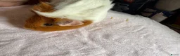 Guinea Pig rodents for sale: Male and female guinea pigs  - Advert 6