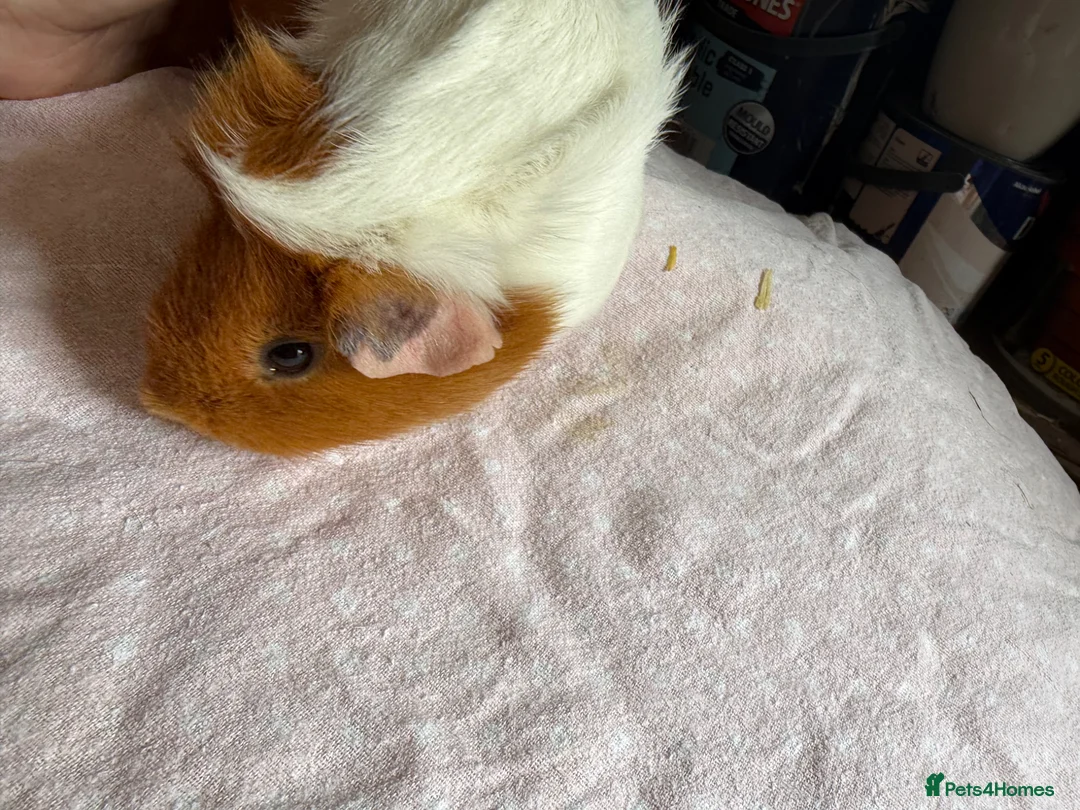 Guinea Pig rodents for sale: Male and female guinea pigs  - Advert 6
