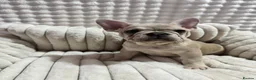 French Bulldog dogs for sale: French bulldog - Advert 4