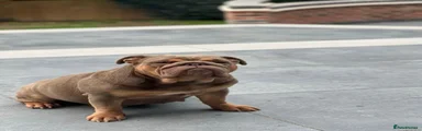 English Bulldog 1
