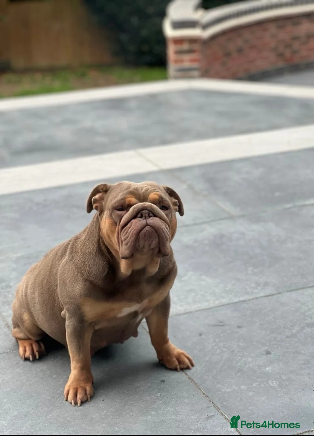 English Bulldog dogs for sale: Female English Bulldog  - Advert 7