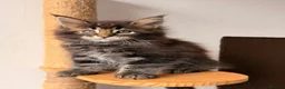 Maine Coon cats for sale: 🐾 FIVE MAINE COON (TWO POLYDACTYL)  - Advert 10