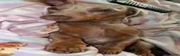 Miniature Dachshund dogs for stud: Isabella & tan miniature Dachshund stud  - Advert 4