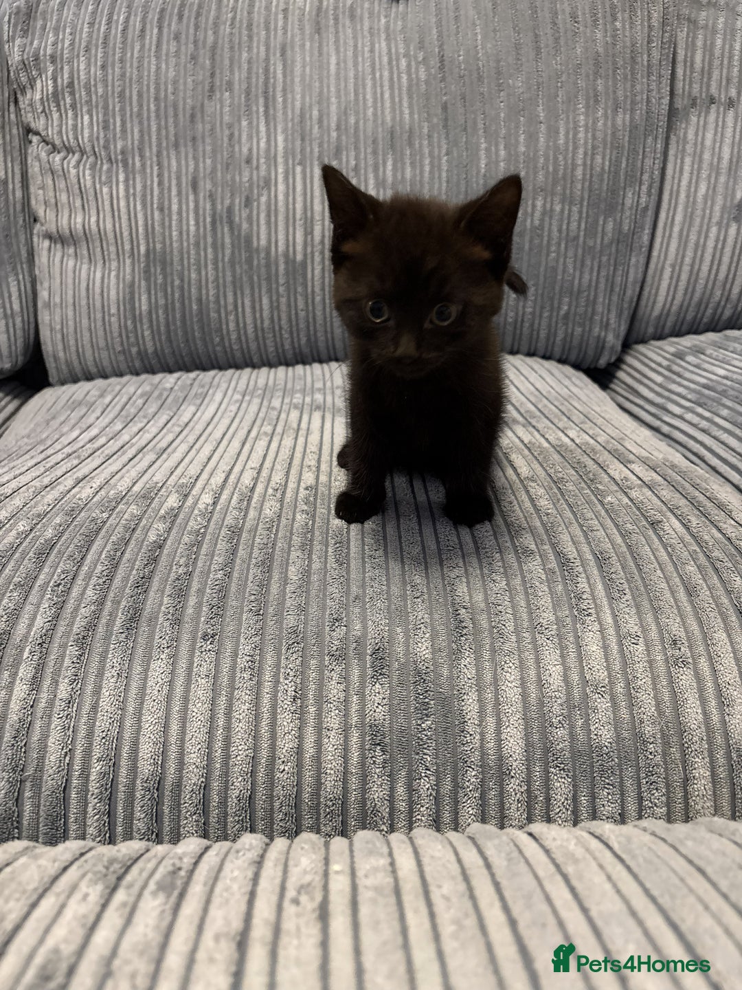 Mixed Breed cats for sale: Adorable Kittens for Sale - Advert 15