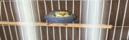 Budgerigars birds for sale: Baby budgies and baby finches  - Advert 1