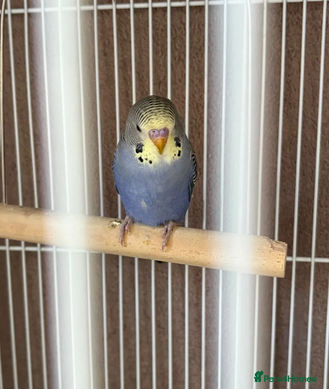 Budgerigars birds for sale: Baby budgies and baby finches  - Advert 1