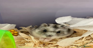 Hamster rodents - Advert 5
