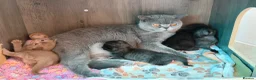 British Shorthair cats for sale: Champion Bloodline British Shorthair Kittens - Advert 7