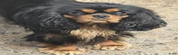 Cavalier King Charles Spaniel dogs for sale: Beautiful Cavalier  - Advert 1