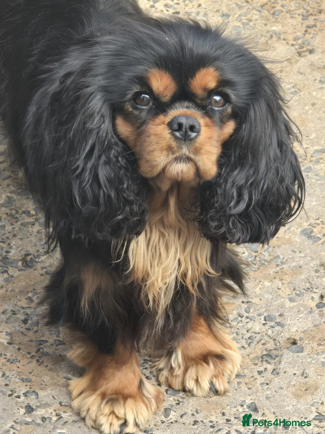 Cavalier King Charles Spaniel dogs for sale: Beautiful Cavalier  - Advert 1