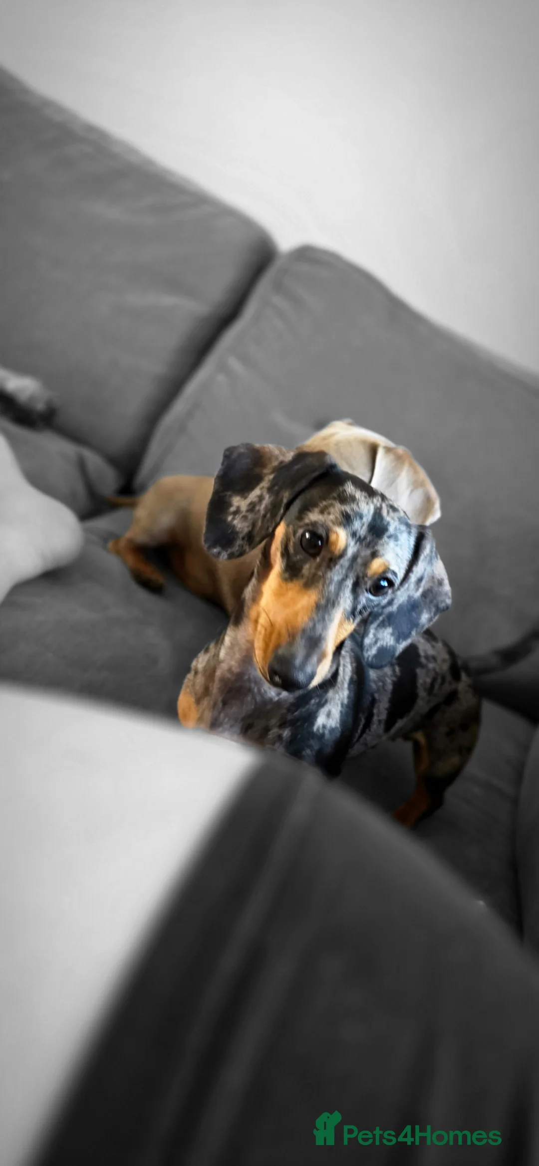 Miniature Dachshund dogs for sale: Miniature dapple dachshund - Advert 6