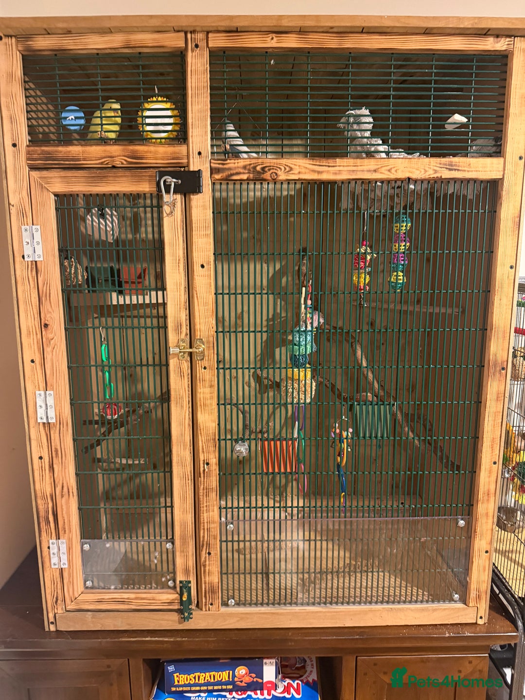 Budgerigars birds for sale: Budgies  - Advert 2