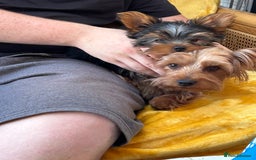 Yorkshire Terrier dogs for sale: Ready to leave  - Image 4