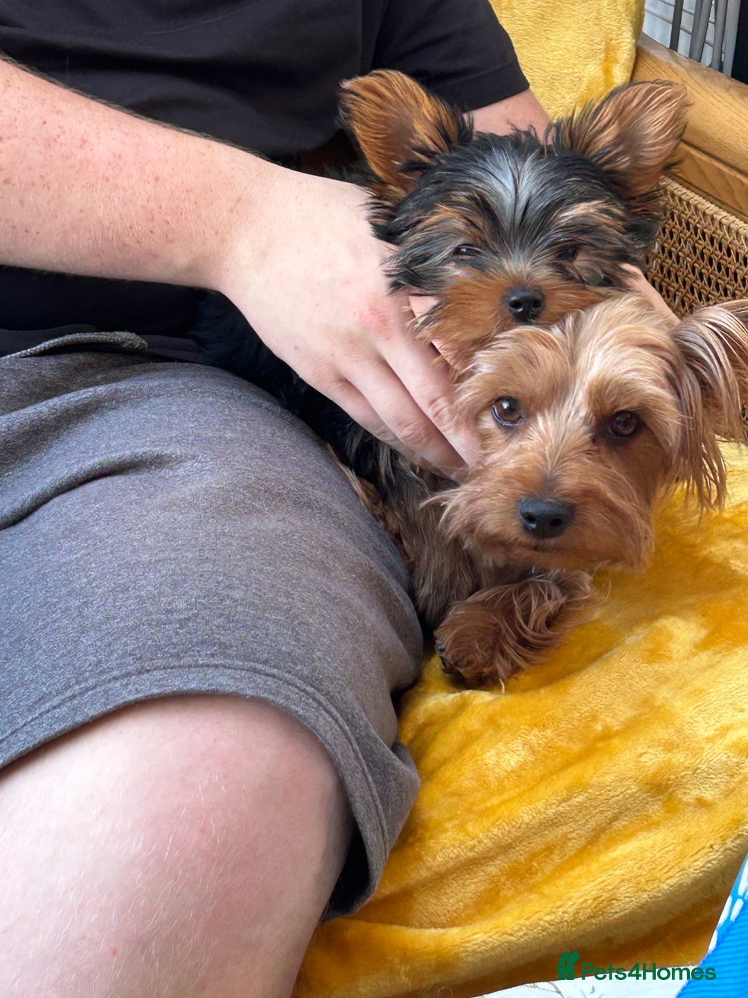 Yorkshire Terrier dogs for sale: Ready to leave  - Image 4