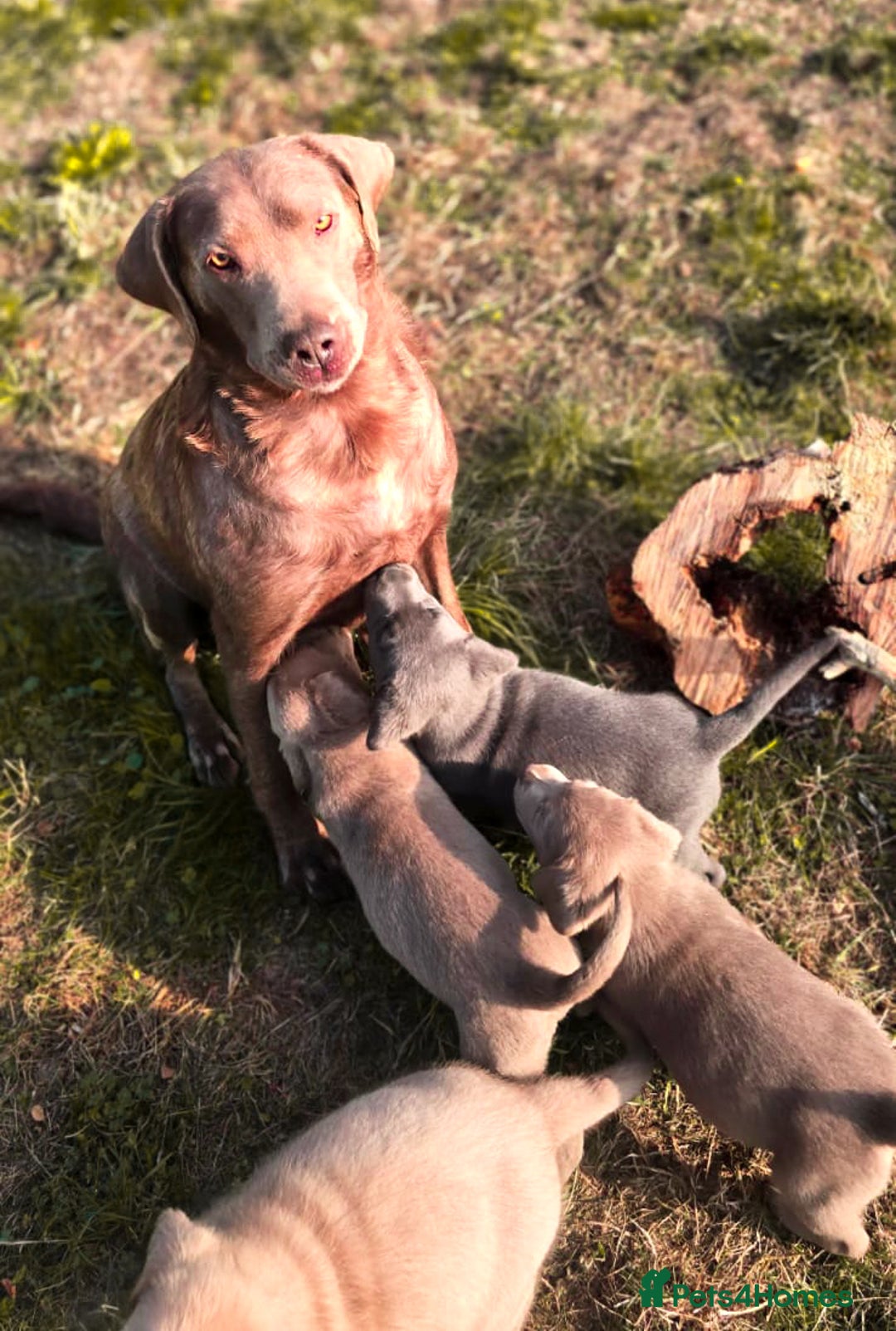 Labrador Retriever dogs for sale: 🐾Meet our adorable silver & charcoal lab pupps🐾  - Image 6