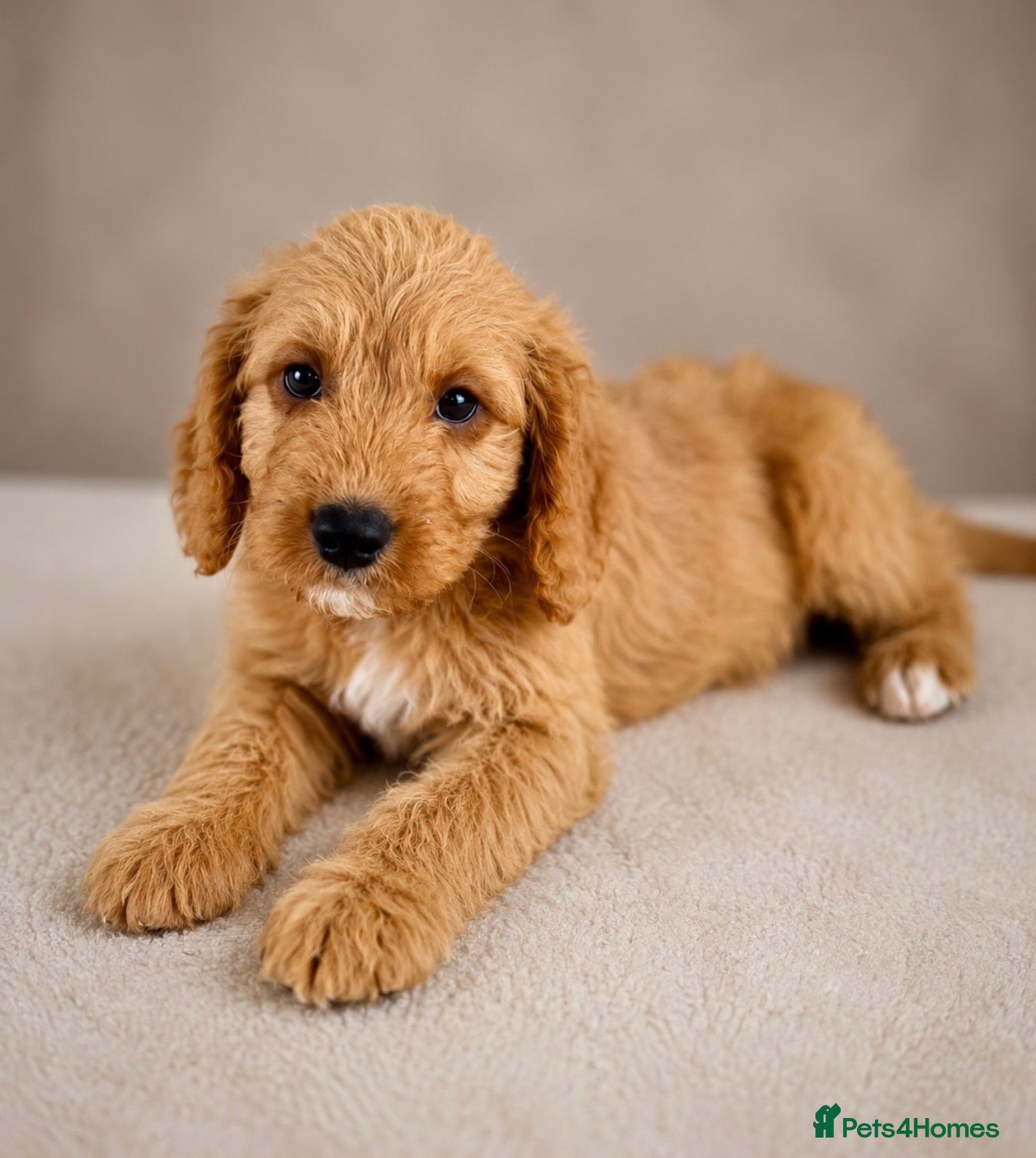 Labradoodle dogs F1 Miniature Labradoodles  - Advert 2