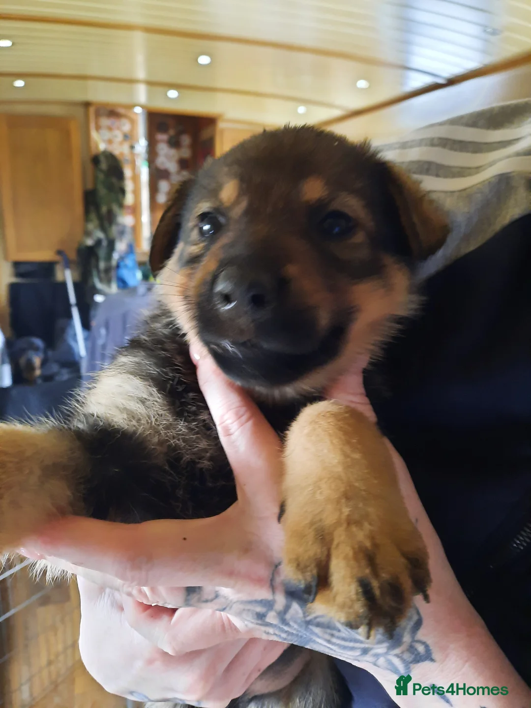 Mixed Breed dogs for sale: Rottweiler X German Shepherd Puppies  in Bristol - Advert 28