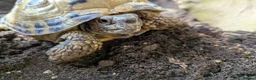 Tortoise reptiles for sale: Horsefield Tortoises - Advert 3