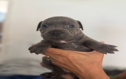 Staffordshire Bull Terrier dogs for sale: Staffordshire bull terrier pups - Image 17