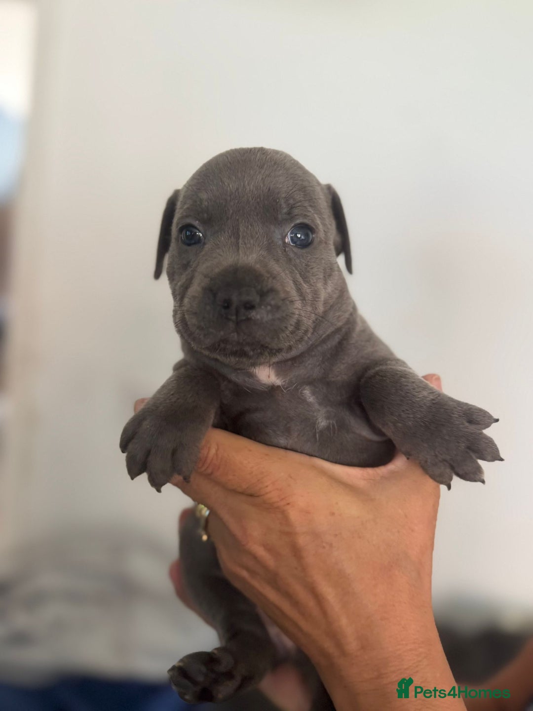 Staffordshire Bull Terrier dogs for sale: Staffordshire bull terrier pups - Image 17