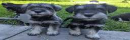 Miniature Schnauzer dogs for sale: Miniature schnauzer puppies  in Cowbridge - Advert 20