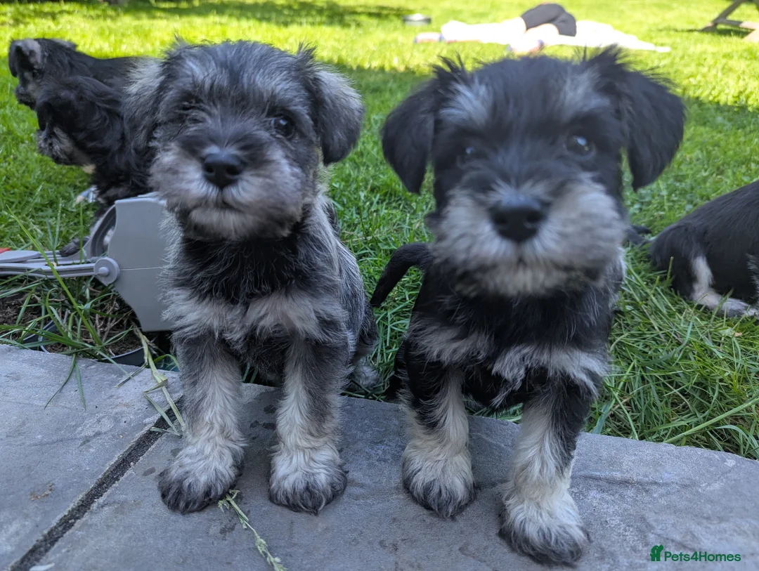 Miniature Schnauzer dogs for sale: Miniature schnauzer puppies  in Cowbridge - Advert 20