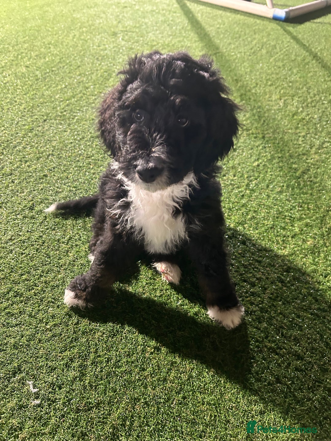 Bernedoodle dogs for sale: Tri-colour Bernedoodle  puppies  - Advert 14