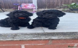 Cockapoo dogs for sale: Beautiful F1B Cockerpoos🐶 - Image 32