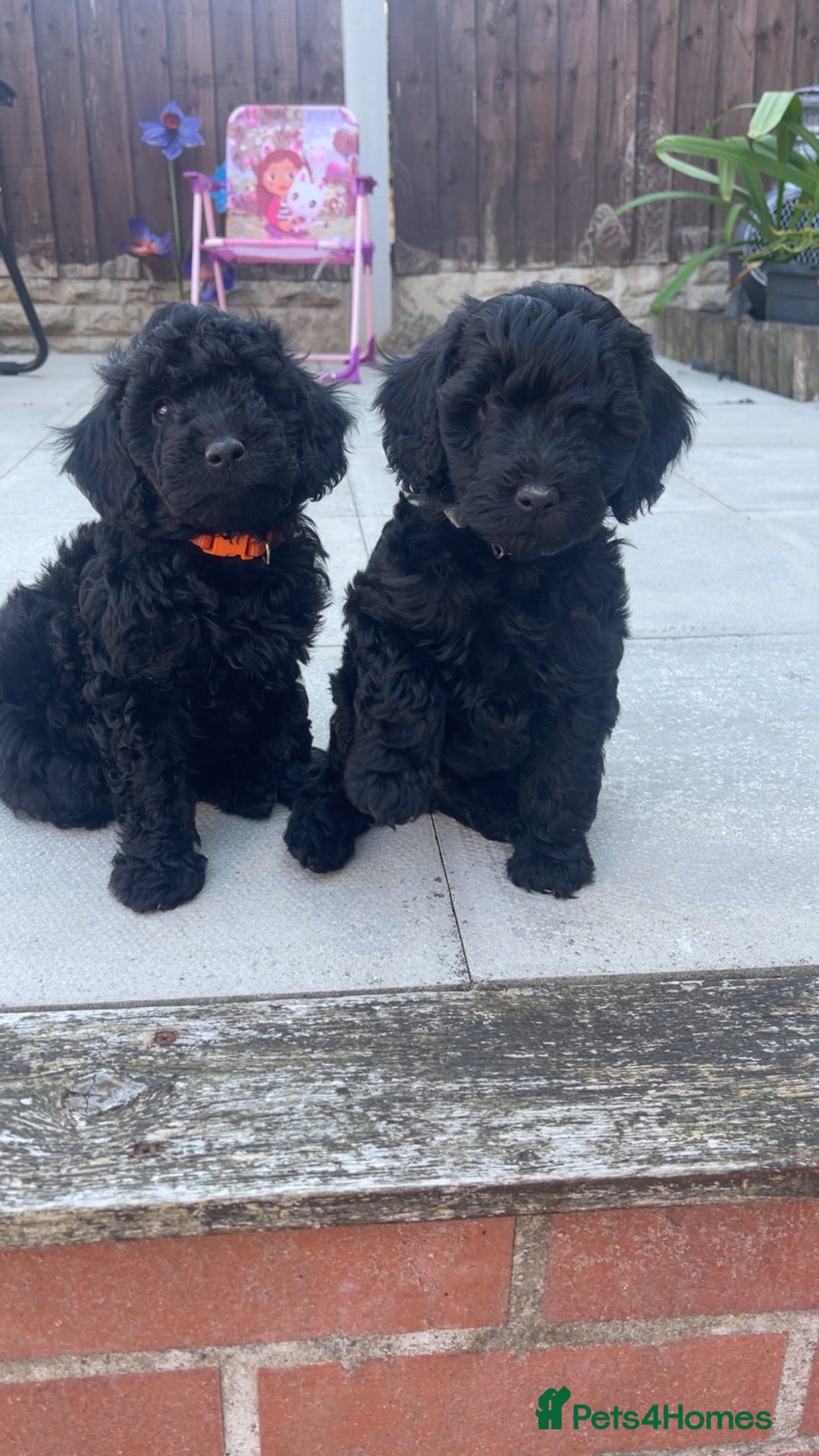 Cockapoo dogs for sale: Beautiful F1B Cockerpoos🐶 - Image 32
